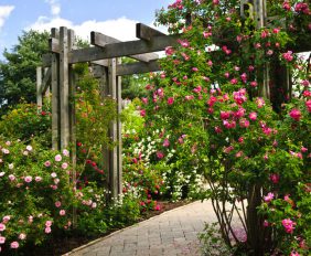 tuin renovatie