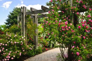 tuin renovatie