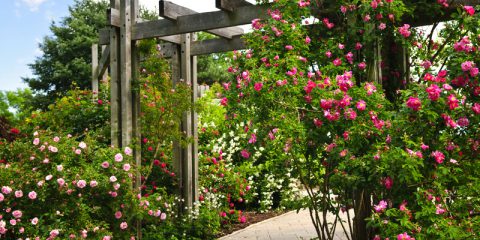 tuin renovatie