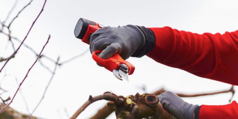 alle voordelen van een elektrische accu snoeischaar