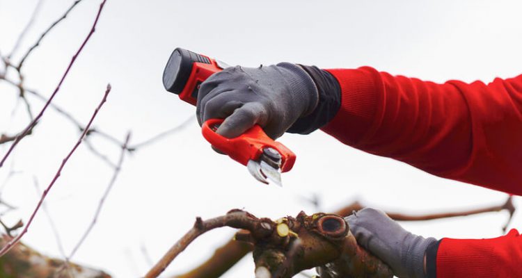 alle voordelen van een elektrische accu snoeischaar