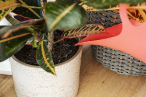 benodigheden kamerplanten