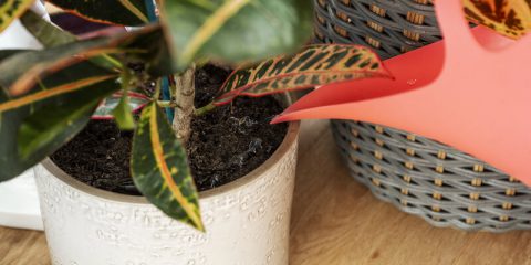 benodigheden kamerplanten